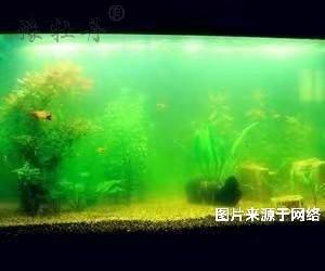 魚缸可以用活性炭來凈化嗎？